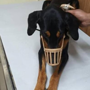 Found: Black and Brown Male Doberman Dog from Turahalli forest area, Bangalore