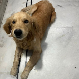 Missing: Brown Male Golden Retriever Dog from Bhagat Singh Park, Yamuna Vihar, Delhi