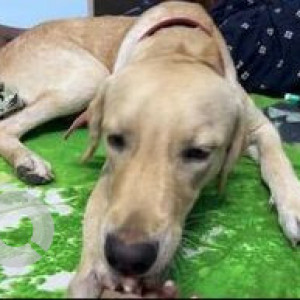 Missing: White Male Labrador Dog from Sri Ramalu Street, Santosh Nagar, Madhanandhapuram, Porur