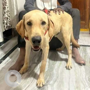 Missing: Golden Male Labrador Dog from LB nagar near KPR dance studio