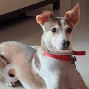 Missing: White-Brown Mix Female Indie Dog from Thane west Hariniwas circle
