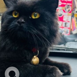 Missing: Black Female Persian Cat Cat from Vijayanagar, Bengaluru, Karnataka