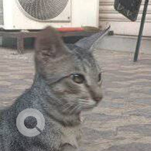 Missing: White and Grey Male Indie Cat from Bholanath Soc., Subhash Road, Vile Parle East, Mumbai