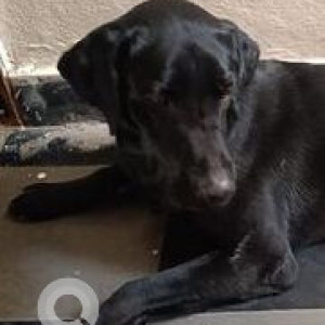Found: Black Male Labrador Dog from Chandanagar