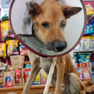 Missing: Brown Male Indie Dog from Thirumazhisai street, Sundaram Colony. east tambaram