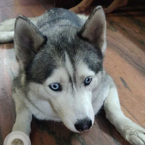 Missing: White and Grey Female Husky Dog from Tondiarpet, Chennai