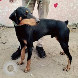 Found: Black and Brown Male Dobermann Dog from Faridabad