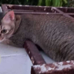 Missing: Grey Female Indie Cat from Ambal Nagar, Porur