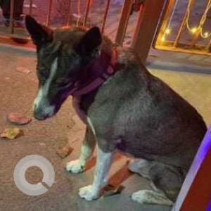 Missing: Grey Male Indie (mix) Dog from Sector 18, Noida