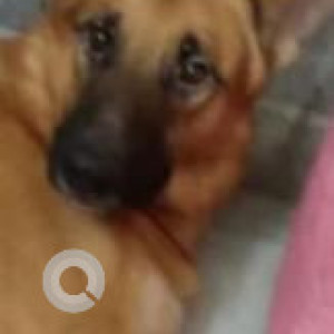 Missing: Black and Brown Male German Shepherd Dog from Vikas puri, West Delhi