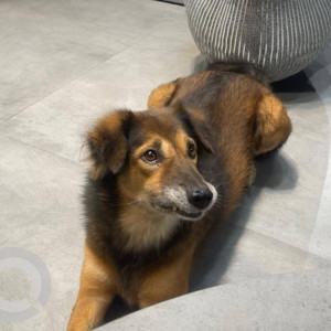 Missing: Black and Brown Male Indie Dog from Fort, Mumbai