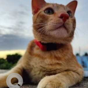 Missing: Orange Male Indie Cat from Pallikaranai