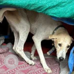 Missing: White Male Indie Dog from A1 Block, Safdarjung Enclave, Delhi