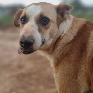 Missing: White-Brown Mix Female Indie Dog from Incore Opulence, Gunjun Palya Road