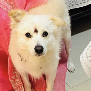 Missing: White Male Pomeranian Dog from J24 - Essentials, Margondanahalli