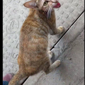 Missing: Orange Female Indie Cat from Vasant Leela Society,  Waghbil,  Ghodbunder Road, Thane west