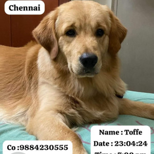 Missing: Golden Male Golden Retriever Dog from Lakshmi Street, West mambalam