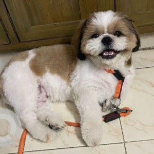Missing: White-Brown Mix Male Shih Tzu Dog from AGS Colony, Kottivakkam