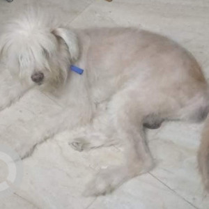 Missing: White Male Lhasa Apso Dog from Virugambakkam, near Government School, Virugambakkam Market Area