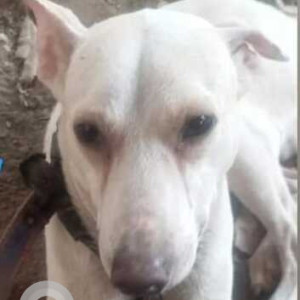 Missing: White Male Indie Dog from Mithi river kurla, Mumbai