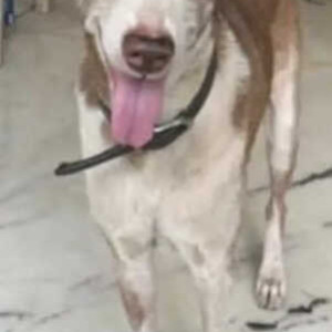 Missing: White-Brown Mix Male Indie Dog from Saint Anthony Road near Gaitey  Galaxy