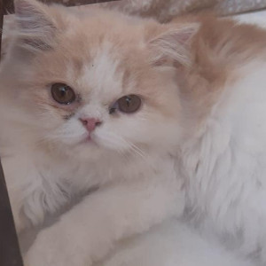 Found: White-Brown Mix Female Persian Cat from Towlichoki