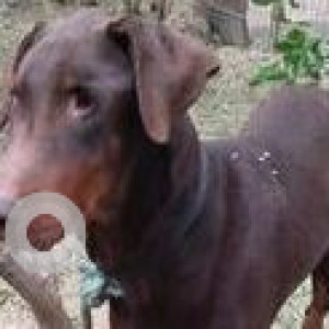 Found: Brown Male Dobermann Dog from Triveni Garden Road, Gadaipur Farms, Off Mandi Road, New Delhi