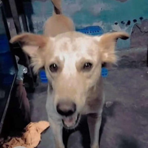 Missing: Brown Male Indie Dog from Pushta Road, Haryana, Faridabad