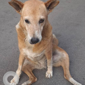 Missing: White-Brown Mix Female Indie Dog from North Road, Cooke Town
