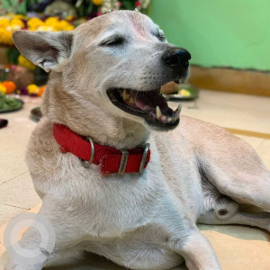 Missing: Brown Male Indie Dog from Shivaji Park,Dadar West, Mumbai