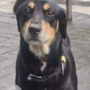 Found: Black and Brown Male Indie Dog from Shivaji Park, Cadell Road