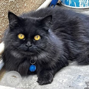 Found: Black Male Persian Cat from Uttarahalli, BHCS layout