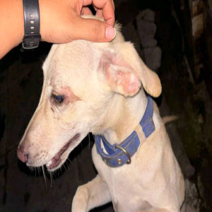 Found: White Male Indie Dog from Vajpai chawl, near Shivaji chowk, new mill road kurla west