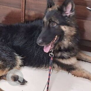 Found: Black and Brown Male German Shepherd Dog from Panvel, Navi Mumbai