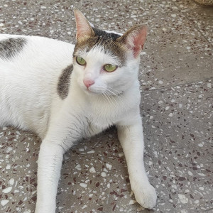 Missing: Black and White Female Calico Cat from H Block, Vikas Puri