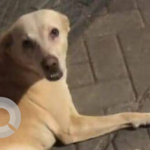 Missing: Brown Male Indie Dog from Mirchandani garden, suncity, vasai (west)