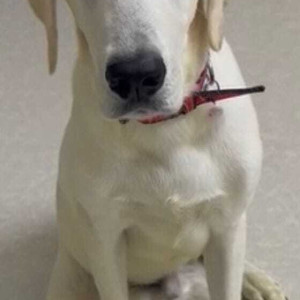 Found: White Male Labrador Dog from OMR, Chennai - Behind Vivira Mall