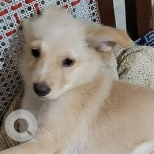 Missing: White Male Pomeranian mix Dog from Vasanthnagar