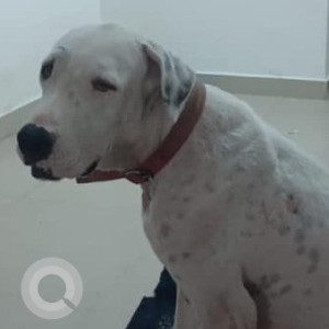 Found: White Male Indie Dog from Kelambakkam, Thiruporur
