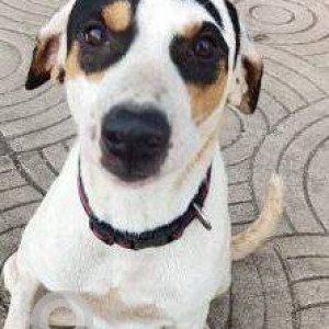 Found: White Male Indie Dog from Blue Sea Worli Seaface