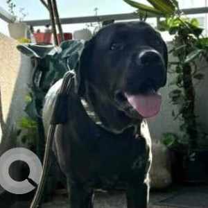Found: Black Male Labrador Dog from Indiranagar Social