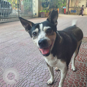 Missing: Black and White Female Indie Dog from Panchtantra 11, opp. New fisheries university, Panch marg, Andheri west