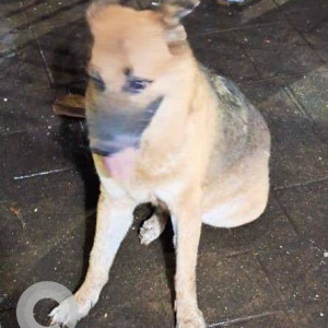 Missing: Black and Brown Female Indie Dog from Konkan Bhawan, CBD Belapur