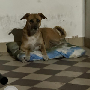 Missing: Black and Brown Male Indie Dog from Gosaigunj ,Gauria kala ,Lucknow