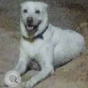 Found: White Male Labrador Dog from TC Palya, Akshaya Nagar