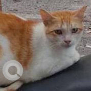 Missing: Orange Female Indie Cat from Building  no. - 40,tagore nagar - 1,Vikhroli east