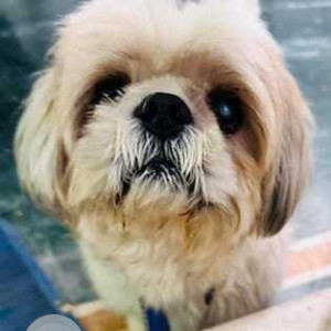 Shih Tzu is found  in Vikram Khand, Gomti Nagar