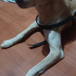 Found: White Male Indie Dog from Vile Parle East, Hanuman Road