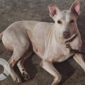 Found: White Male Cross Labrador Dog from Alandur Dharmaraja temple
