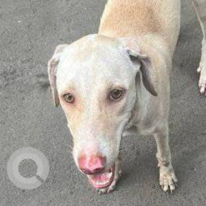 Missing: White Female Indie Dog from Poonawalla lane and Anand Vihar lane